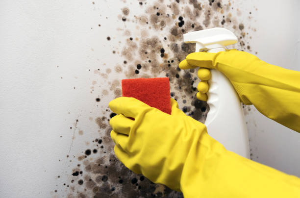 Best Mold Remediation for Schools in Wrangell, AK